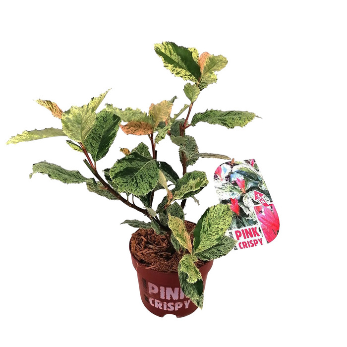 Photinia 'pink Crispy' 17 Cm Potte