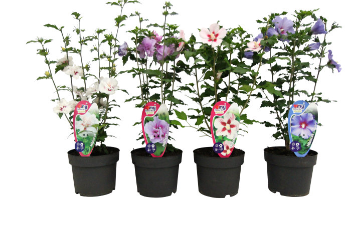Hibiscus syriacus 19 cm potte