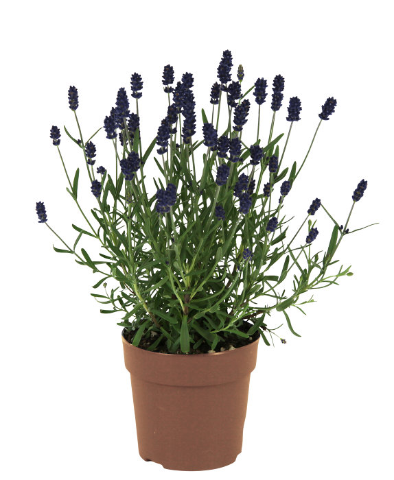 Lavendel 'Lavendula Augustifolia' 10,5 cm potte