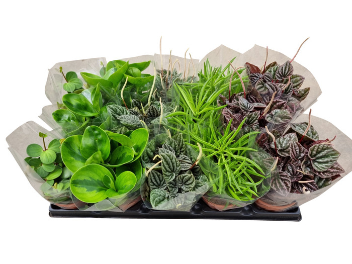 Peperomia 11 cm mix