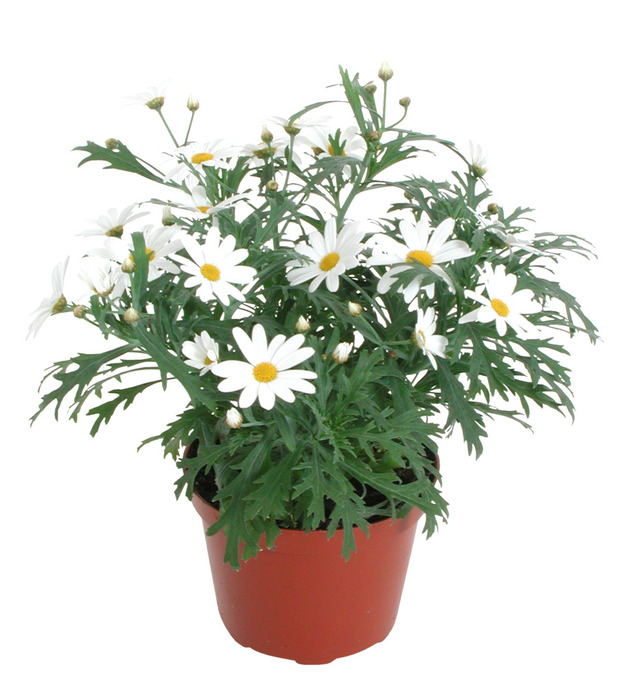 Margeritt hvit i 11 cm potte