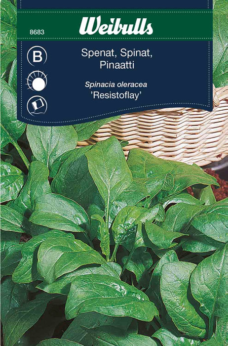 Spinat