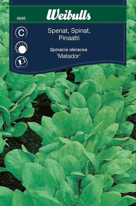 Spinat 'Matador'
