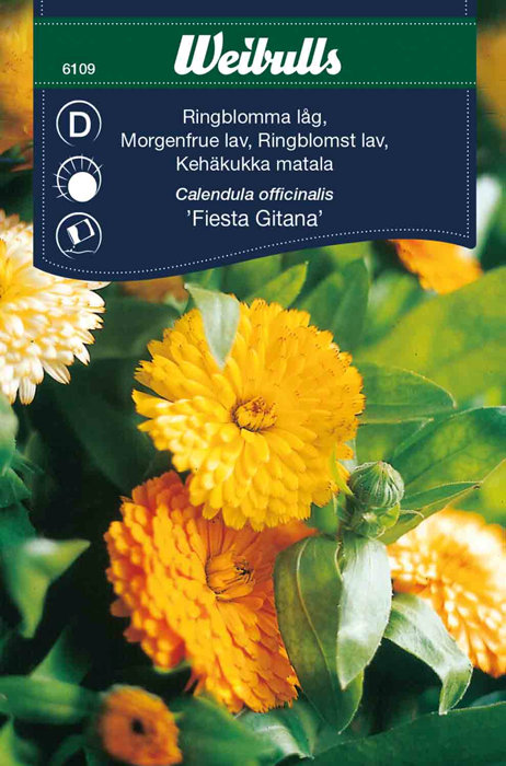 Ringblomst lav 'Fiesta Gitana'