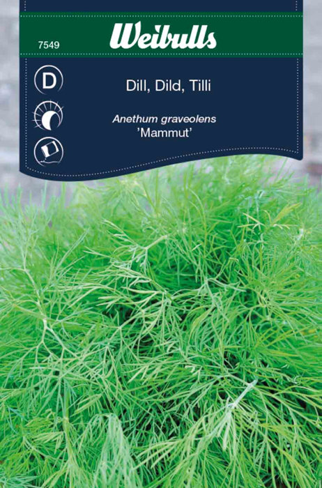 Dill 'Mammut'