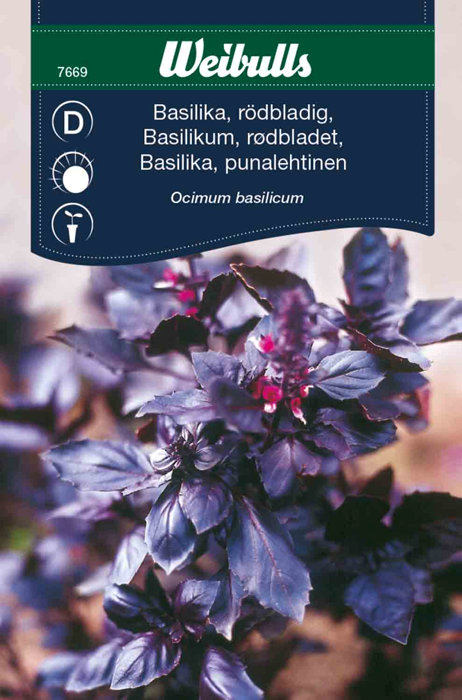 Basilikum, rødbladet