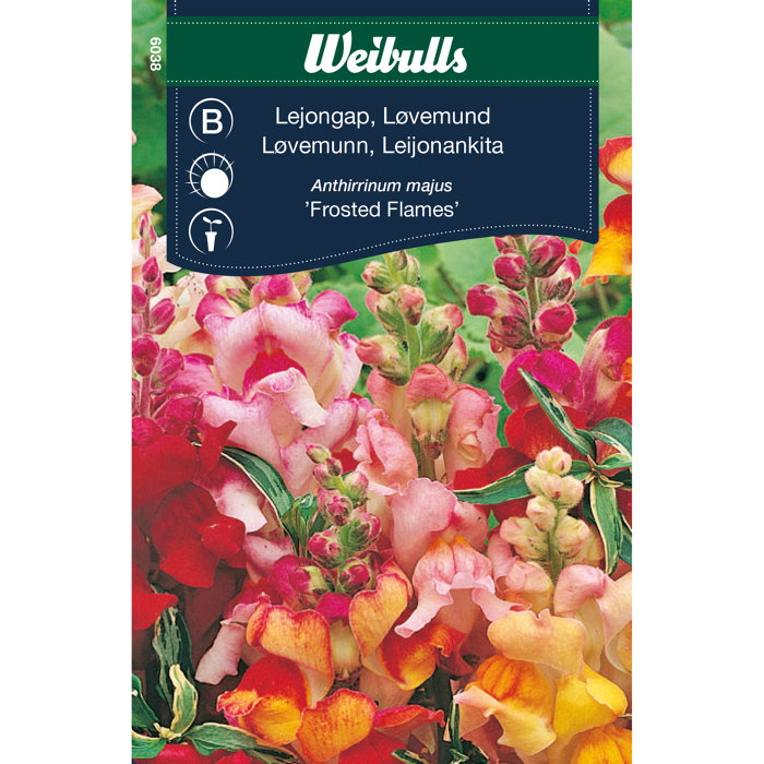 Løvemunn - Frosted Flames