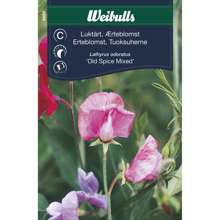 Erteblomst 'Old Spice Mixed'