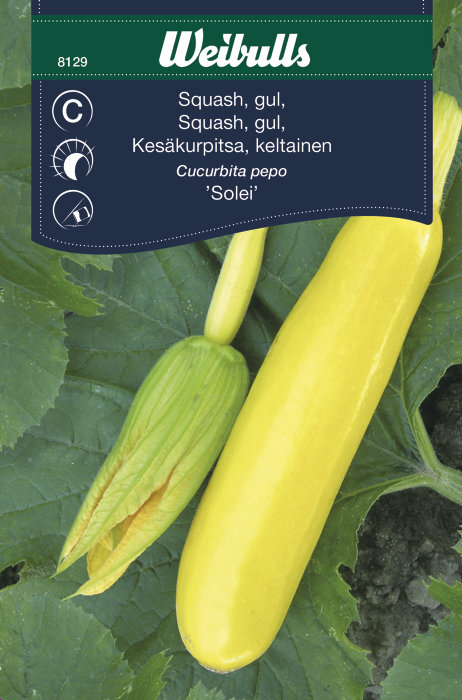 Gul squash ´Solei`