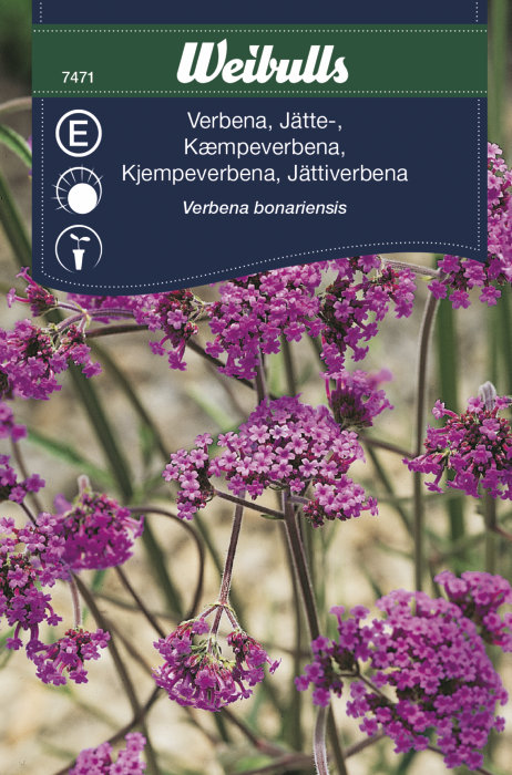 Kjempeverbena