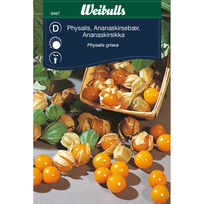 Ananaskirsebær 'Physalis grisea'