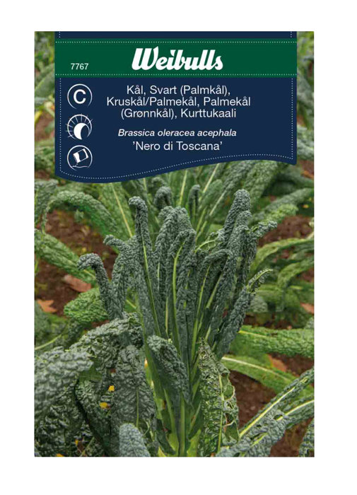 Kruskål/palmekål 'Nero di Toscana'