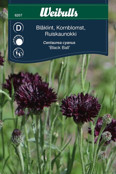 Kornblomst Black Ball