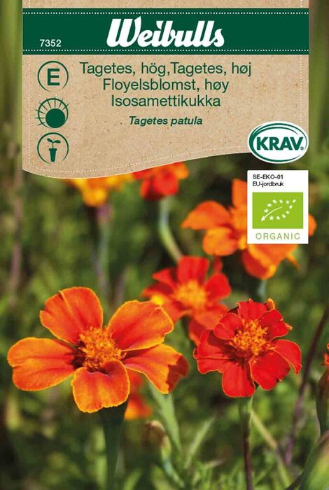 Føyelsblomst høy