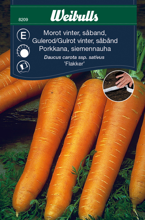 Gulrot vinter