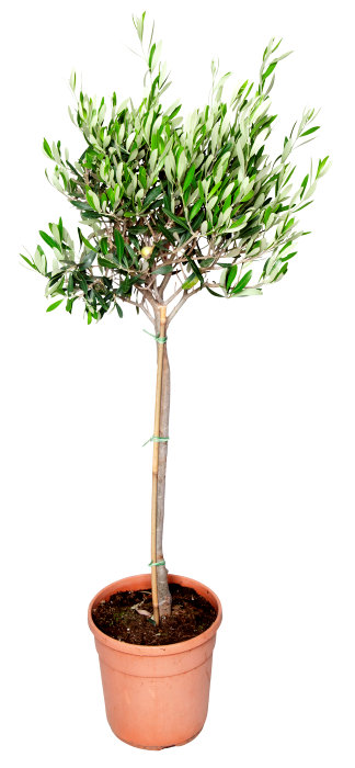 Oliventre oppstammet H80-100 cm 20 cm potte