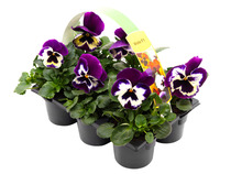 Planter & blomster