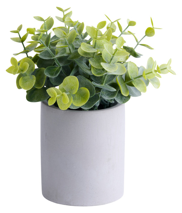 Konstväxt Buxbom Ø7,4 X 19 Cm