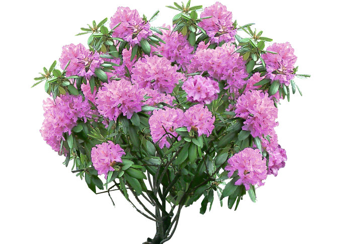 Rhododendron Ø23 Cm
