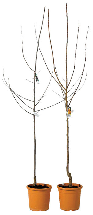 Fruktträd Mix Ø23 X 150 Cm