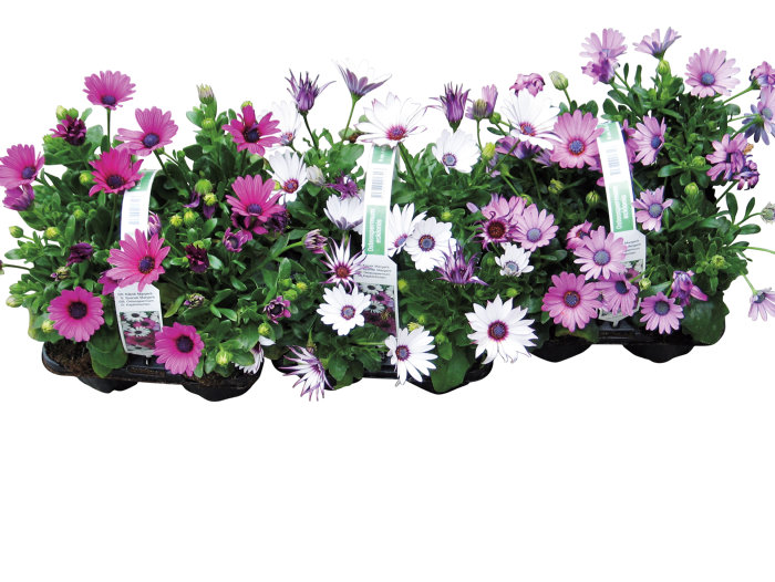 Margerit 'Bornholm' 6-pack