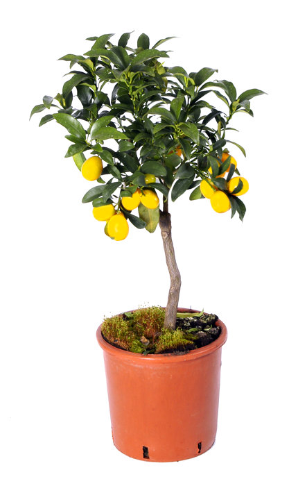 Citrusträd H70 X Ø18 Cm