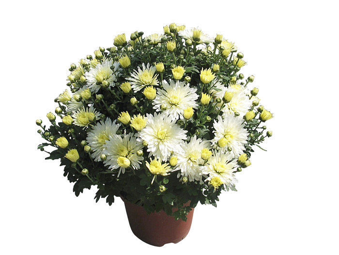Krysantemum Ø17-19 Cm