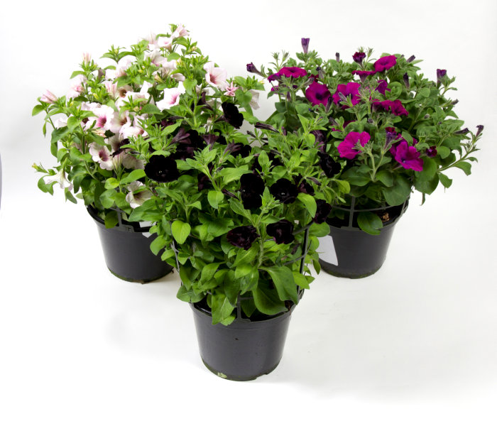 Petunia Ø21 Cm