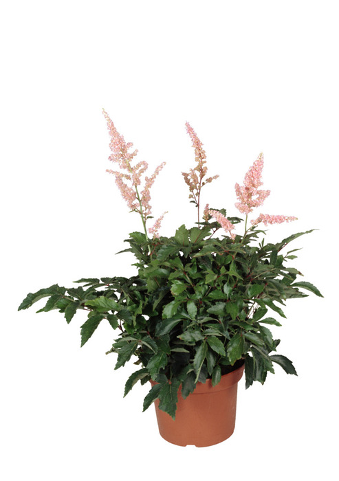 Astilbe Mix Ø17 Cm