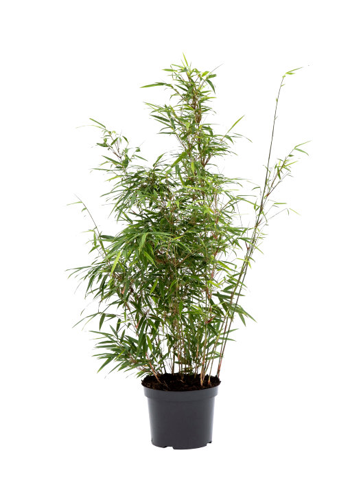 Bambu Rufa/Simba Ø23 Cm
