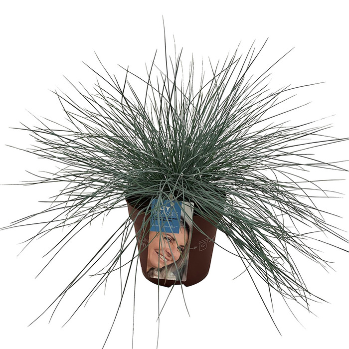 Blåsvingel 'Intense Blue' Ø17 Cm