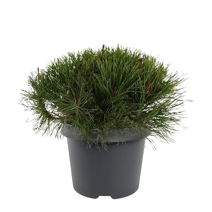 Balkanbergtall ‘Pinus Mugo Mughus' Ø19 Cm