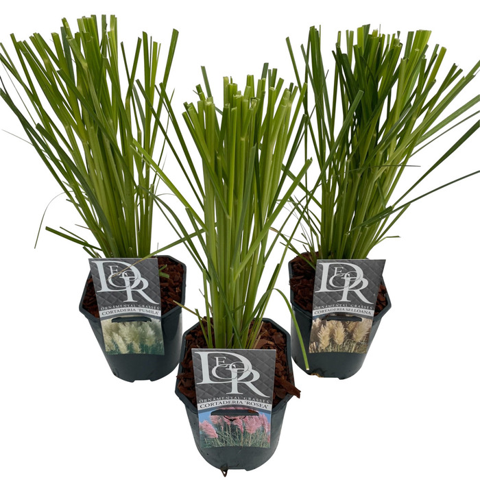 Pampasgräs 'Cortaderia" Mix Ø17 Cm