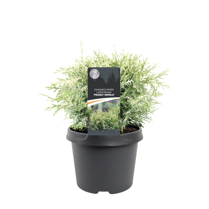 Cypress 'Pearly Swirls' Ø19 Cm
