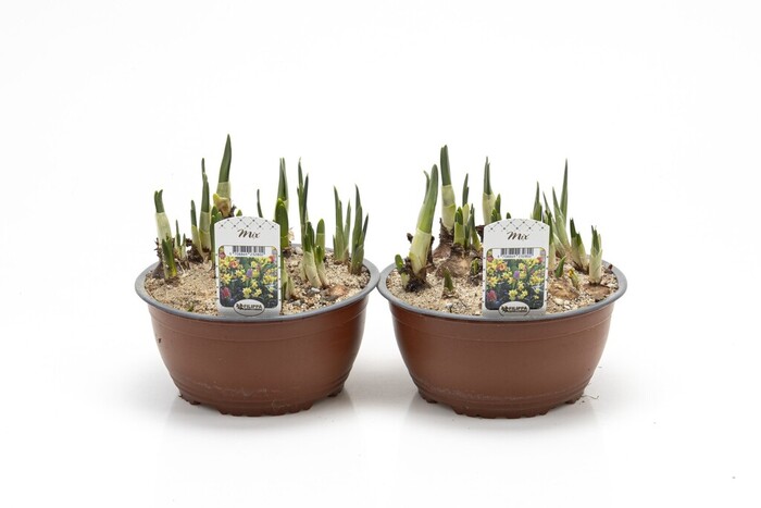 Lökmix Ø19 Cm