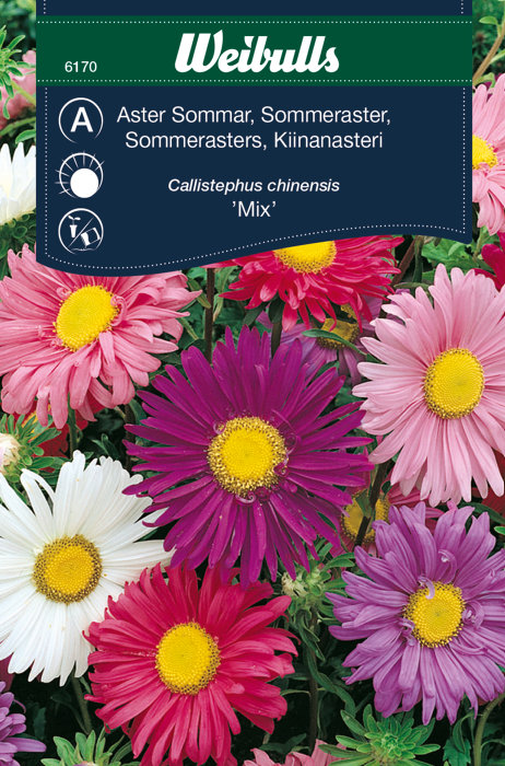 Frö Aster Sommar 'Mix' Weibulls