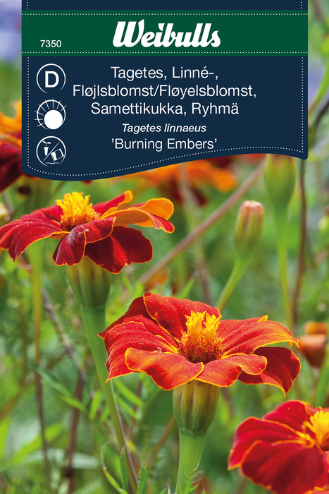 Frö Tagetes Linné 'Burning Embers' Weibulls