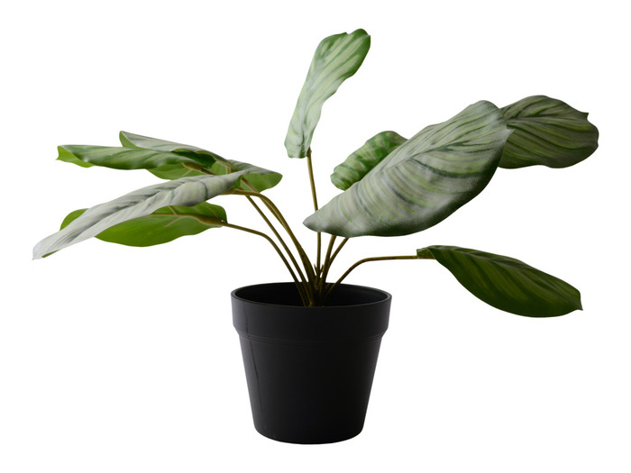 Konstväxt Calathea 30 Cm