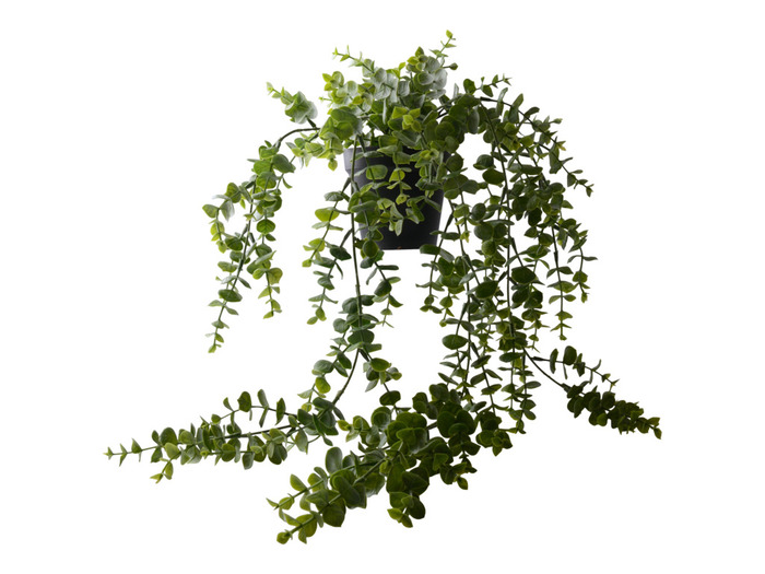 Konstväxt Eucalyptus 60 Cm