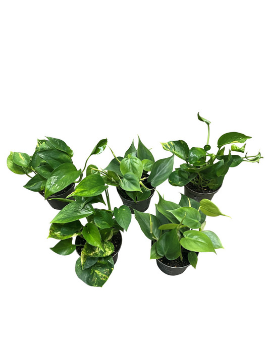 Gullranka 'Epiprenum Philodendron' Ø12 Cm